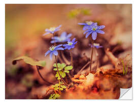 Sticker mural Morning impresion with blue liverwort