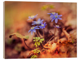 Holzbild Morgenimpression mit blauen Liverwort