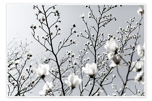 Poster White Blossoms 1