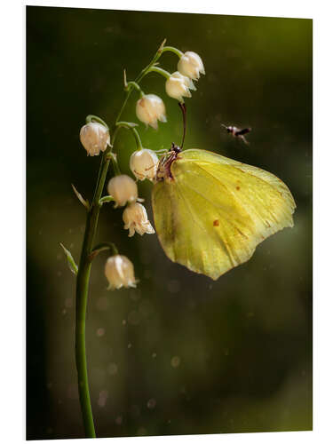 Foam board print Yellow butterfly on white bell flowers