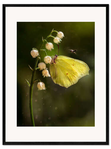 Ingelijste kunstdruk Yellow butterfly on white bell flowers