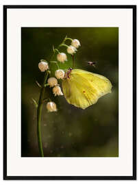 Ingelijste kunstdruk Yellow butterfly on white bell flowers