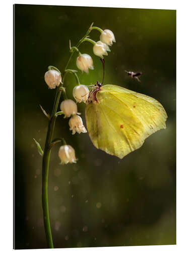 Gallery print Yellow butterfly on white bell flowers