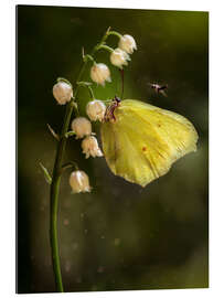 Galleritryck Yellow butterfly on white bell flowers