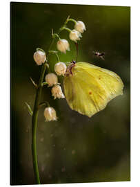 Magnettafel Gelber Schmetterling auf weißen Glockenblumen