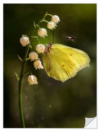 Selvklebende plakat Yellow butterfly on white bell flowers