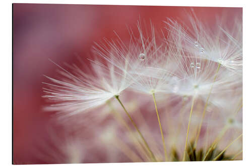 Aluminium print Dandelions Magic II