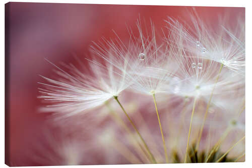 Canvas print Dandelions Magic II