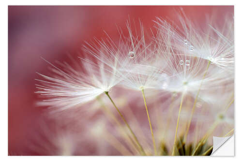 Vinilo para la pared Dandelions Magic II