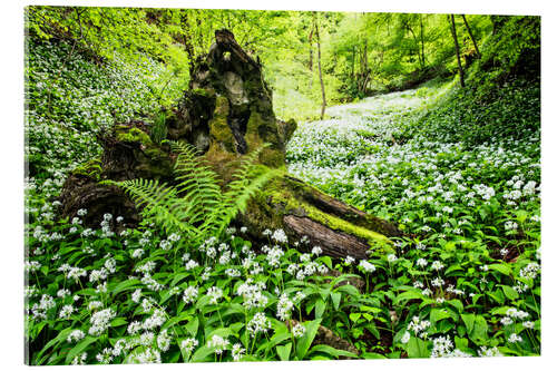 Akrylbilde Fairy Forest with wild garlic