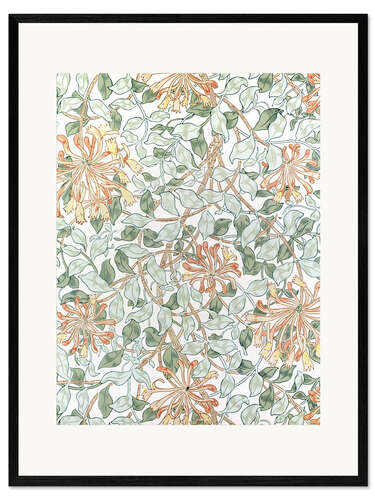 Gerahmter Kunstdruck Geißblatt II
