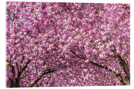 Acrylic print Cherry Blossom