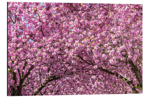 Cuadro de aluminio Cherry Blossom