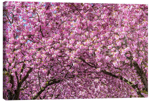 Canvas-taulu Cherry Blossom