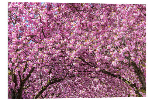 Bilde på skumplate Cherry Blossom