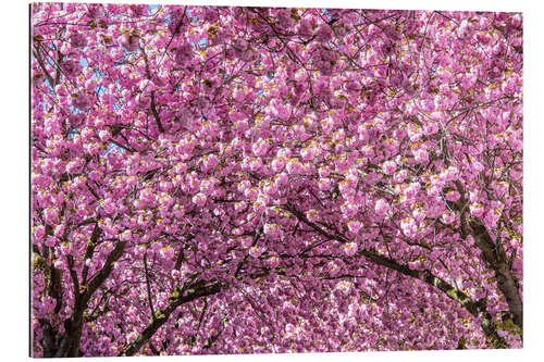 Gallery print Cherry Blossom