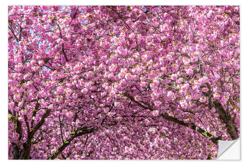 Adesivo murale Fiore di ciliegio