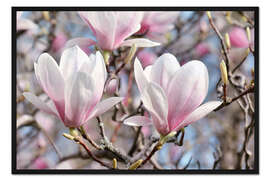 Gerahmter Kunstdruck Magnolienblüten II