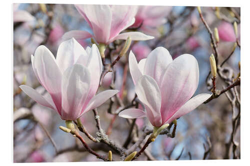 Foam board print Magnolia Blossoms II