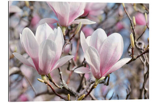 Stampa su plexi-alluminio Magnolia Blossoms II