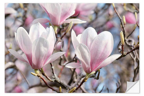 Wall sticker Magnolia Blossoms II