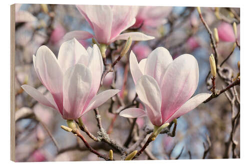 Wood print Magnolia Blossoms II