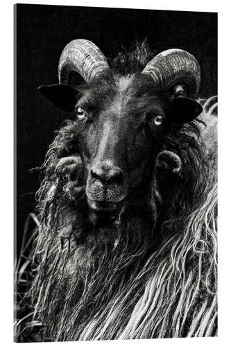 Akrylbillede Heidschnucken Sheep