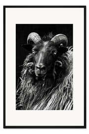 Gerahmter Kunstdruck Grau gehörnte Heidschnucke - Schaf