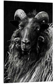 Magnettafel Grau gehörnte Heidschnucke - Schaf