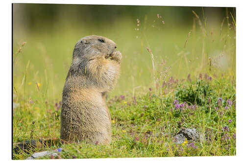 Aluminiumsbilde Marmot in Summertime