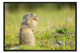 Gerahmter Kunstdruck Murmeltier im Sommer