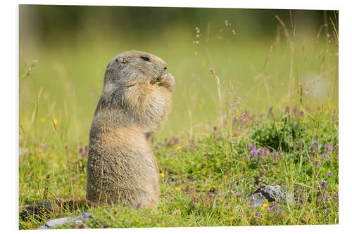 Foam board print Marmot in Summertime