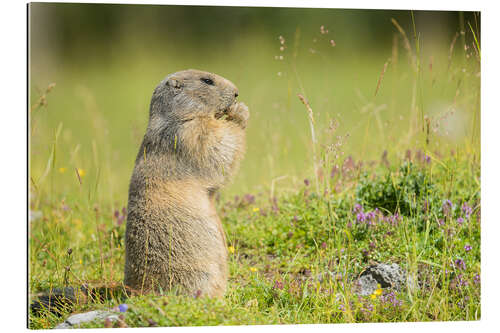 Gallery print Marmot in Summertime