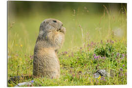 Gallery print Marmot in Summertime