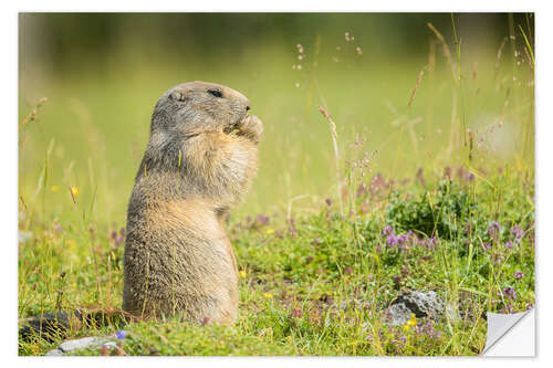 Naklejka na ścianę Marmot in Summertime