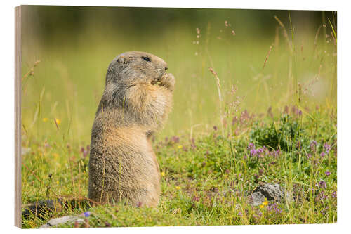 Quadro de madeira Marmot in Summertime