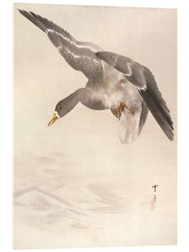 Acrylglas print Ducks land on the water