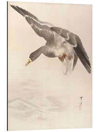 Aluminium print Ducks land on the water
