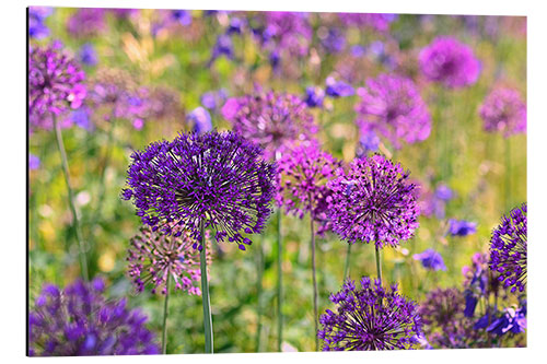 Stampa su alluminio purple allium