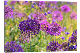 Quadro em plexi-alumínio purple allium