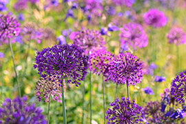 Magnettafel lila allium