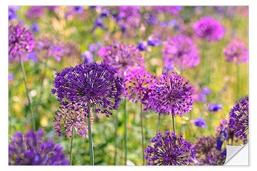 Vinilo para la pared purple allium