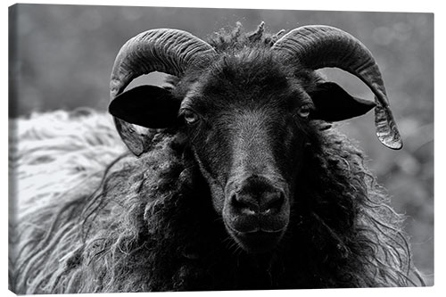 Leinwandbild Grau gehörnte Heidschnucke - Schaf