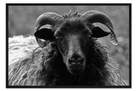 Gerahmter Kunstdruck Grau gehörnte Heidschnucke - Schaf