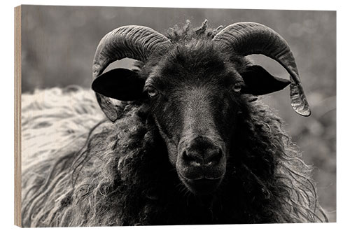 Wood print Grey Heidschnucke - Sheep