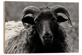 Trebilde Grey Heidschnucke - Sheep