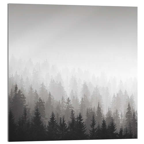 Tableau en plexi-alu Forêt dans le brouillard