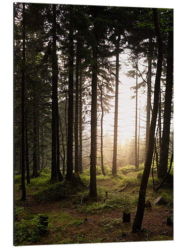 Tableau en aluminium Une forêt dans la lumière du soir