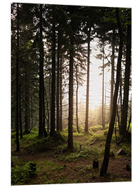 Foam board print Forest in the evening light