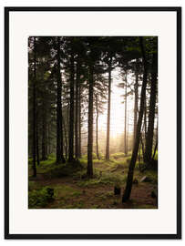 Gerahmter Kunstdruck Wald im Abendlicht